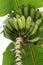 Unripe bunch of bananas growing on banana tree
