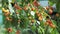 Unripe bunch of berries cherries cherries on a green tree