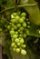 Unripe bunch of grape