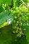 Unripe bunch of green grapes closeup