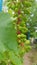 Unripe bunch of green grapes on red stems and wet green grapevine leaf