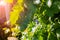 Unripe bunch of round green grapes closeup