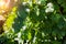 Unripe bunch of round green grapes closeup