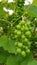 Unripe bunch of round green grapes closeup