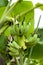 Unripe Cavendish banana, close-up on nature  background