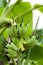 Unripe Cavendish banana, close-up on nature  background