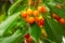 Unripe cherries hanging from a branch. A delay in harvesting che