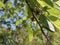 Unripe cherries in spring on tree with leaves. Green cherry in garden.