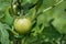 unripe cherry tomato in the garden