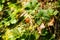 Unripe cloudberry in in a marsh