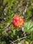 Unripe cloudberry & x28;Rubus chamaemorus& x29; on a mire.