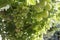 Unripe cluster of green grapes in vine arbor