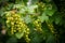 Unripe clusters of redcurrants