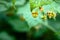 Unripe clusters of wild raspberry berries with dried buds on them close-up over summer juicy dark green foliage background