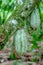 Unripe cocoa fruit on the tree