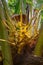 Unripe coconut, sprouts of coconut fruit. Indonesia