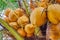 Unripe coconut, sprouts of coconut fruit. Indonesia