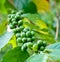 Unripe coffee beans .