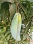 Unripe colorful mango on the mango tree.