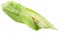 Unripe corn cob or maize, the wrapped seeds exposed,  isolated