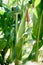 Unripe corn cob plantation detail