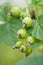 Unripe currant