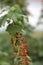 Unripe currant berries on a branch.