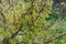 Unripe currant berries on a branch on a bush