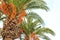 Unripe dates hanging on palm trees