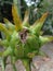 unripe dragon fruit, fresh green at noon