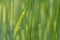 An unripe ear of green barley against the blurred background of a barley field. The grain still has some flowers. The image is