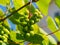 Unripe fresh grape bunch on the branch