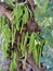 Unripe fruit of the carob tree