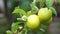 Unripe fruit of green plum after rain.