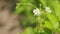 Unripe fruit growing in garden. Strawberry crop, bush with green berries and flowers. Close up.