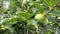 Unripe fruit of Japanese Persimmon, surrounded by green leaves in tree