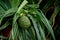 Unripe fruit of pine or Pandanus odorifer on the tree.