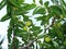 Unripe fruit of  Ziziphus jujuba tree