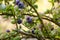 Unripe fruits of blueberry in garden