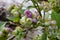 Unripe fruits of blueberry in garden