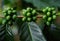 Unripe fruits of the coffe tree. Coffee plantations in Quindio - Buenavista