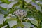 Unripe fruits of dwarf tree tomato, Cyphomandra abutiloides, Solanum abutiloides, in summer
