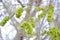 Unripe fruits of an elm stocky Ulmus pumila L.