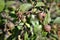 Unripe fruits of Pereskia aculeata
