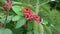 Unripe fruits of woolly snowball, Viburnum lantana