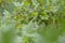 Unripe gooseberries on branch of a Bush