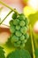 Unripe grape cluster