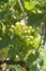 Unripe grapes