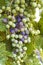 Unripe grapes with rain drops