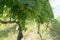 Unripe grapes in vineyard summer day